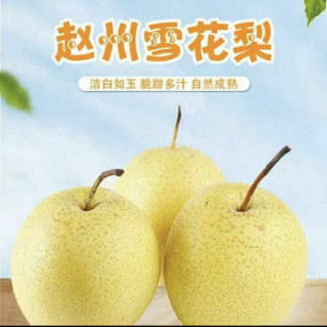 赵州雪花梨产地直采，全年供货，欢迎各大商超合作，价格便宜