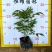 【紫云藤非洲凌霄粉凌霄花】各种规格欢迎合作洽谈