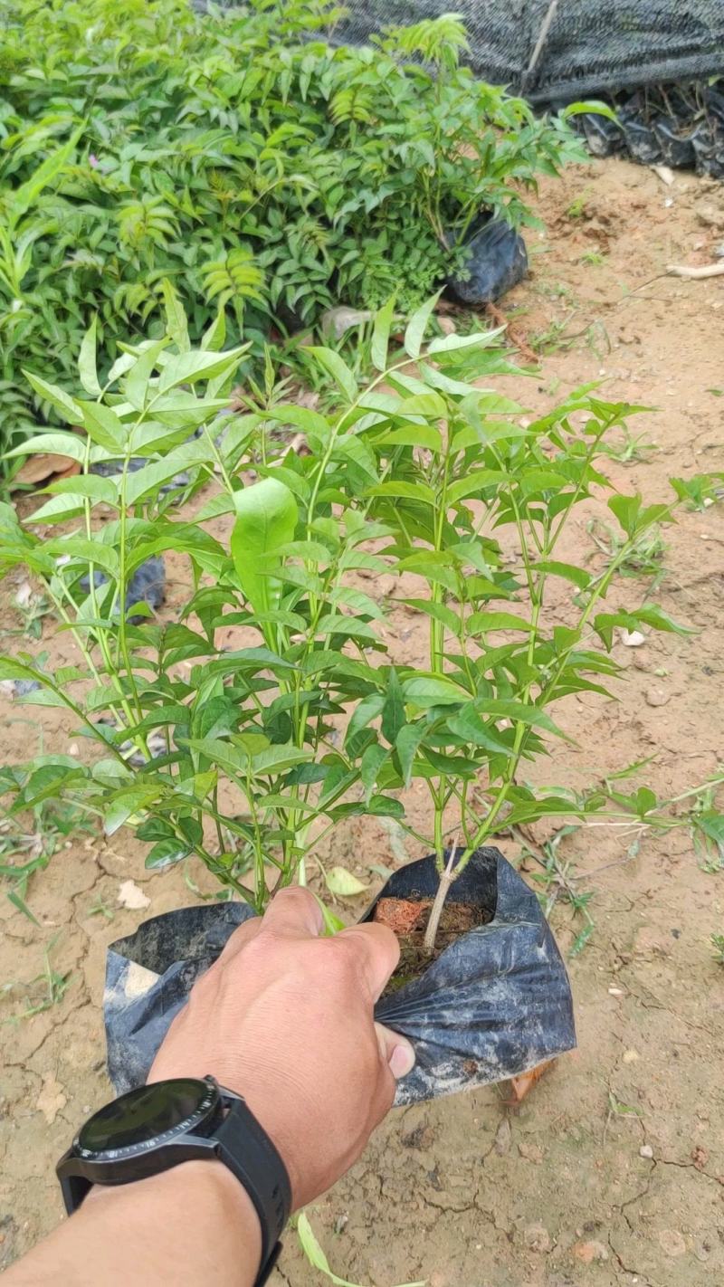 【紫云藤非洲凌霄粉凌霄花】各种规格欢迎合作洽谈