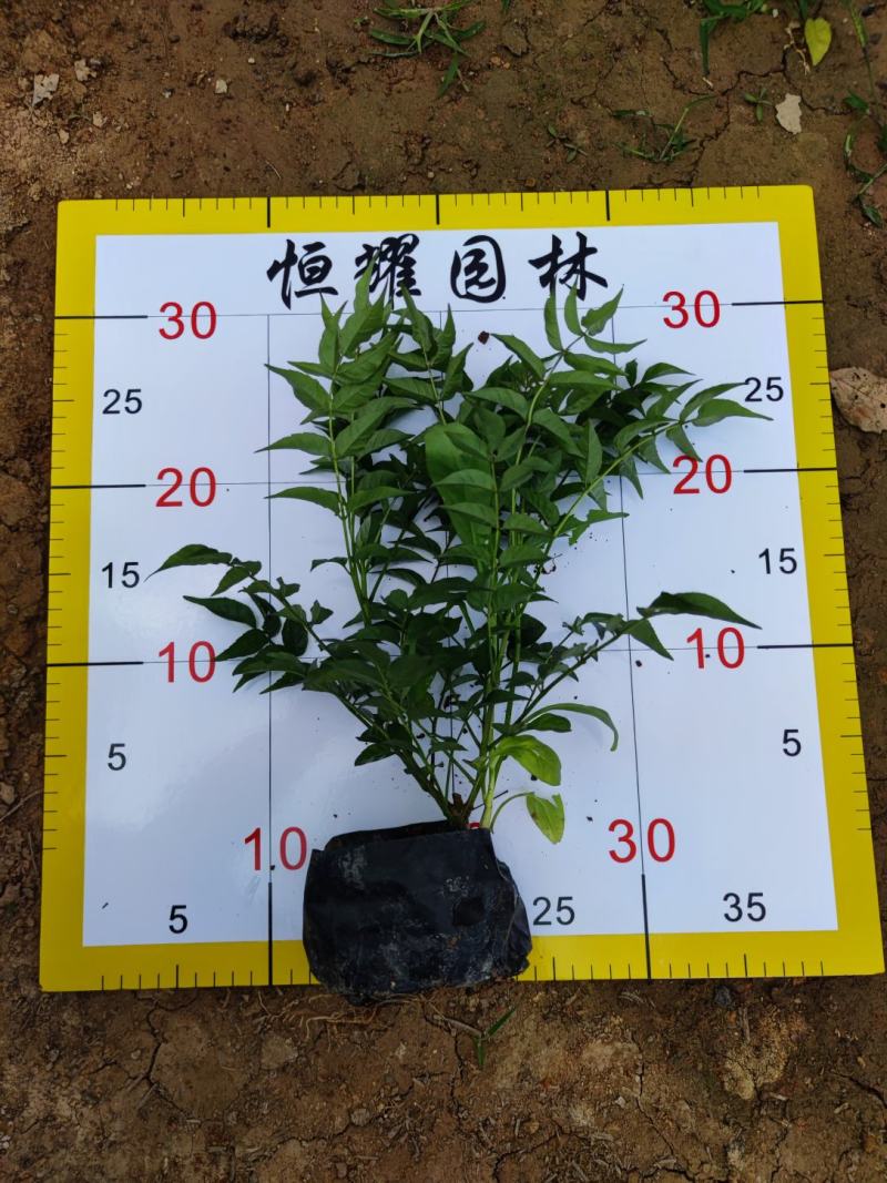 【紫云藤非洲凌霄粉凌霄花】各种规格欢迎合作洽谈