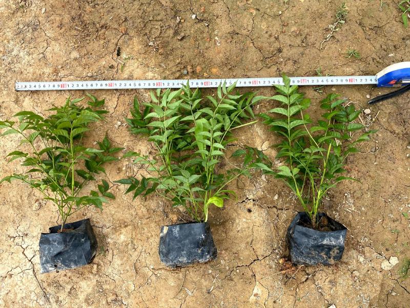 【紫云藤非洲凌霄粉凌霄花】各种规格欢迎合作洽谈