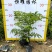 【紫云藤非洲凌霄粉凌霄花】各种规格欢迎合作洽谈