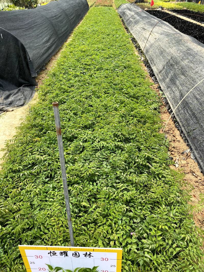 【紫云藤非洲凌霄粉凌霄花】各种规格欢迎合作洽谈