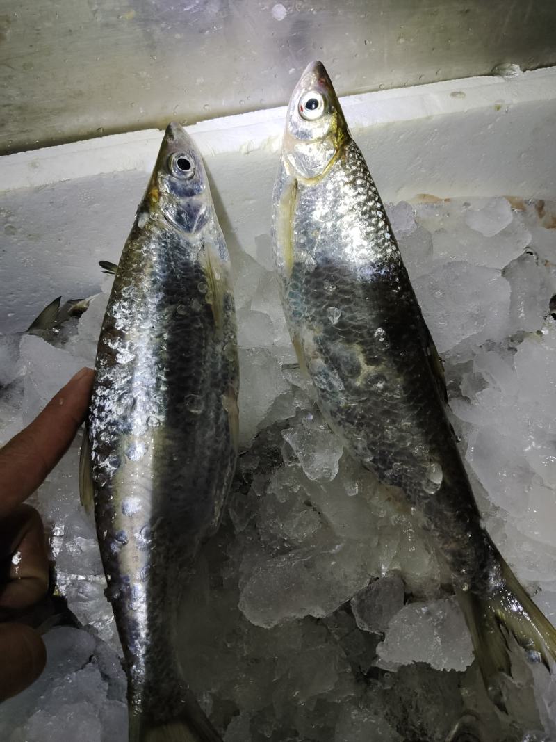 蓝刀鱼冰鲜特大