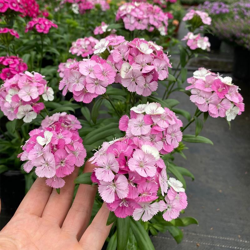 绣球石竹盆栽花园花镜多年生耐寒耐热开花植物易养花卉花期长