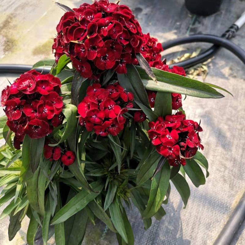 绣球石竹盆栽花园花镜多年生耐寒耐热开花植物易养花卉花期长