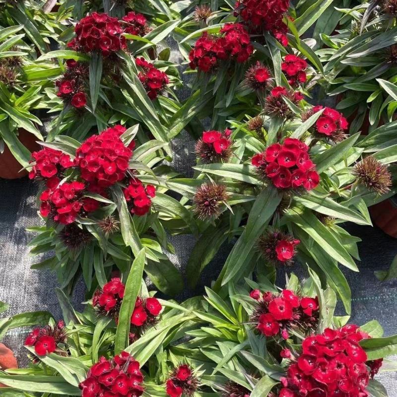 绣球石竹盆栽花园花镜多年生耐寒耐热开花植物易养花卉花期长