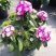绣球石竹盆栽花园花镜多年生耐寒耐热开花植物易养花卉花期长