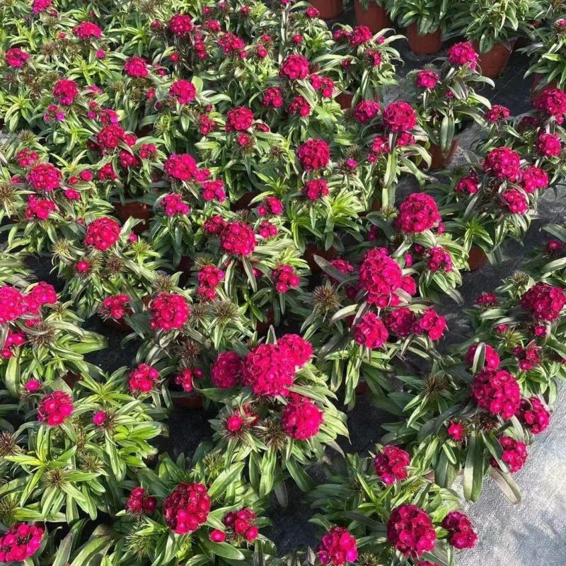 绣球石竹盆栽花园花镜多年生耐寒耐热开花植物易养花卉花期长
