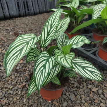 青纹竹芋室内花卉桌面观叶盆栽耐阴喜潮湿环境绿叶植物净化