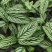 青纹竹芋室内花卉桌面观叶盆栽耐阴喜潮湿环境绿叶植物净化