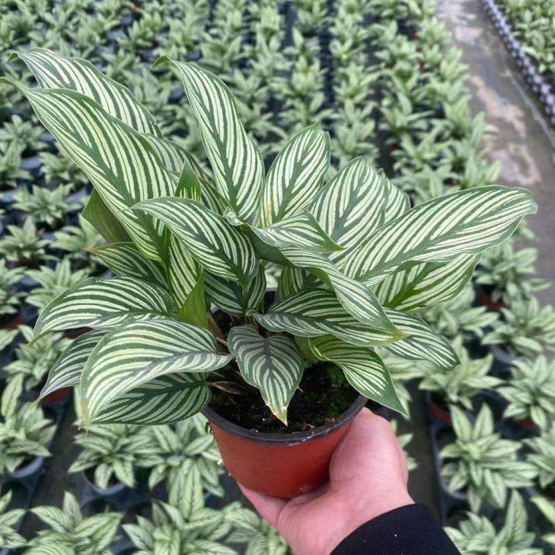 青纹竹芋室内花卉桌面观叶盆栽耐阴喜潮湿环境绿叶植物净化