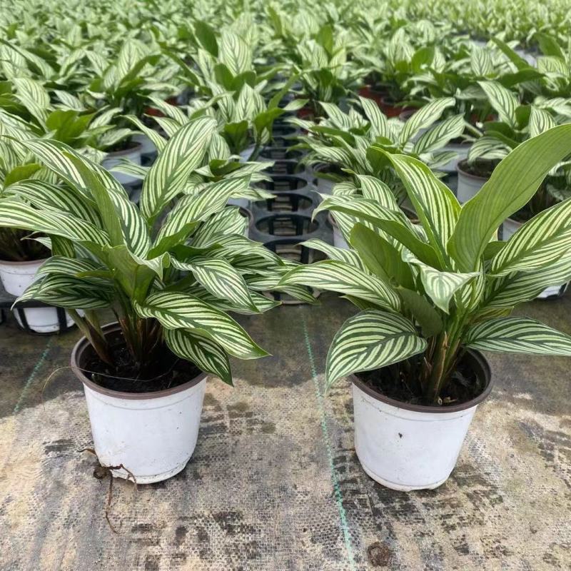 青纹竹芋室内花卉桌面观叶盆栽耐阴喜潮湿环境绿叶植物净化