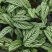 青纹竹芋室内花卉桌面观叶盆栽耐阴喜潮湿环境绿叶植物净化