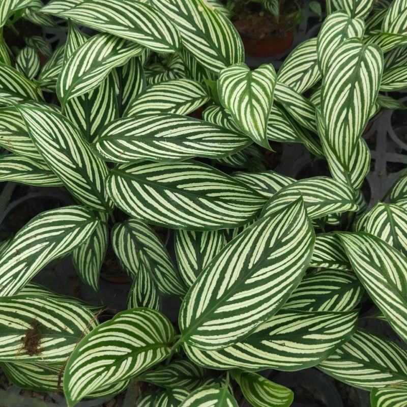 青纹竹芋室内花卉桌面观叶盆栽耐阴喜潮湿环境绿叶植物净化