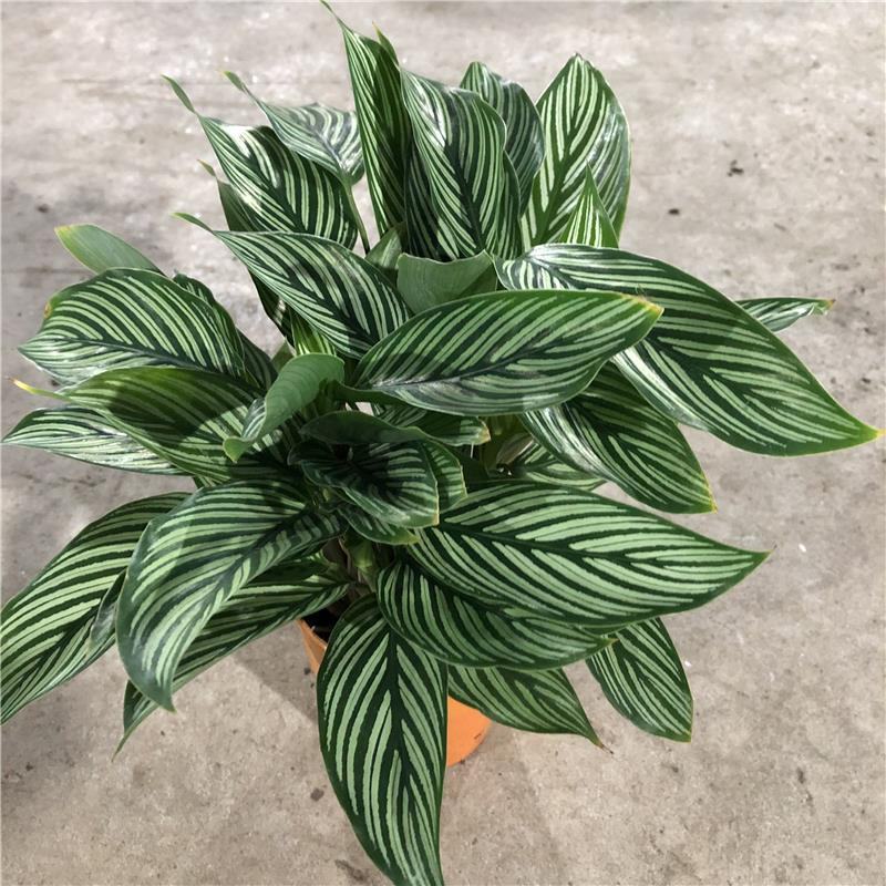 青纹竹芋室内花卉桌面观叶盆栽耐阴喜潮湿环境绿叶植物净化