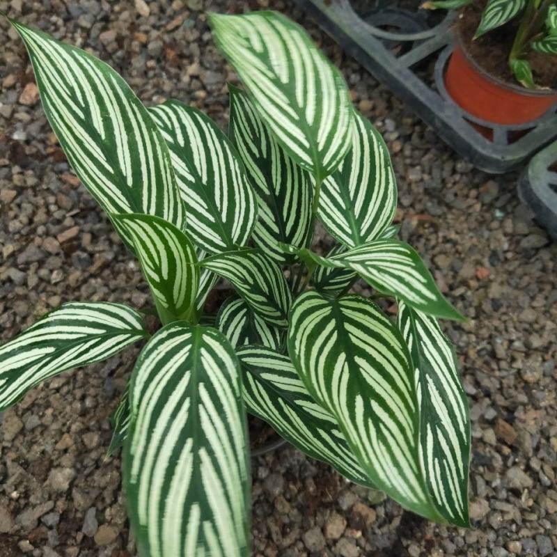 青纹竹芋室内花卉桌面观叶盆栽耐阴喜潮湿环境绿叶植物净化