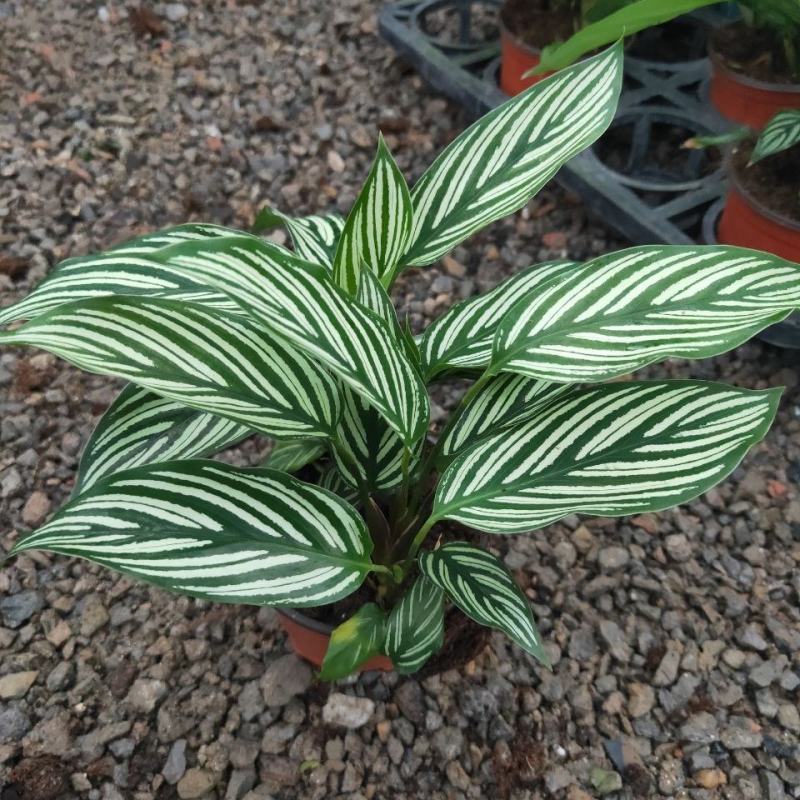 青纹竹芋室内花卉桌面观叶盆栽耐阴喜潮湿环境绿叶植物净化