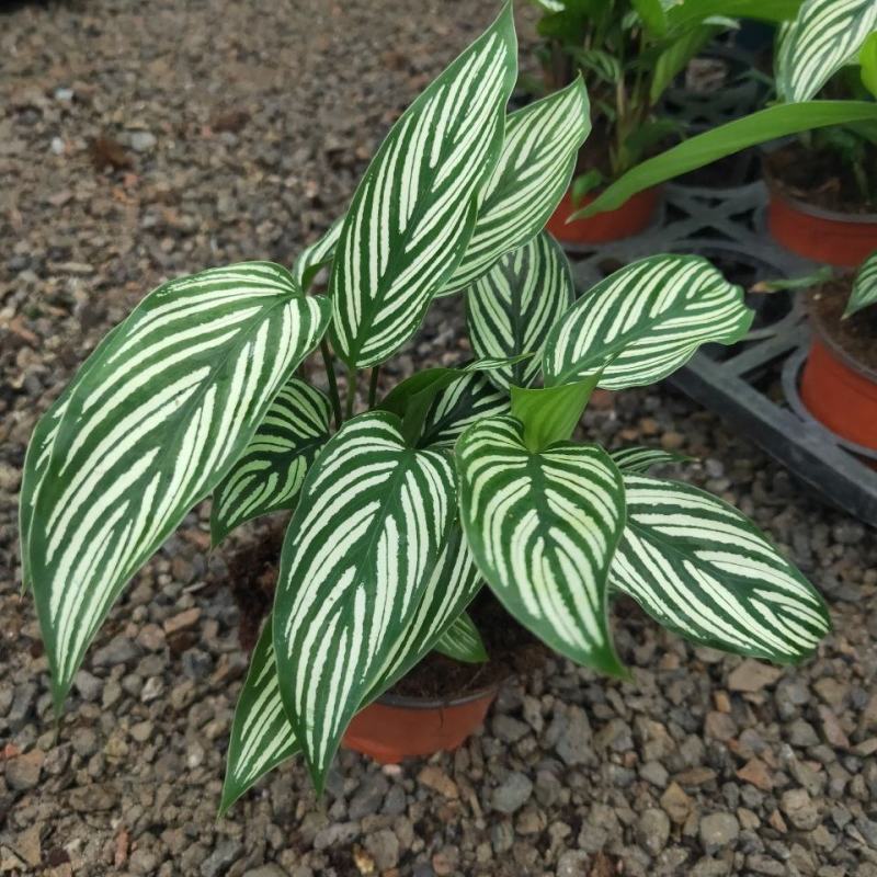青纹竹芋室内花卉桌面观叶盆栽耐阴喜潮湿环境绿叶植物净化