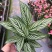 青纹竹芋室内花卉桌面观叶盆栽耐阴喜潮湿环境绿叶植物净化
