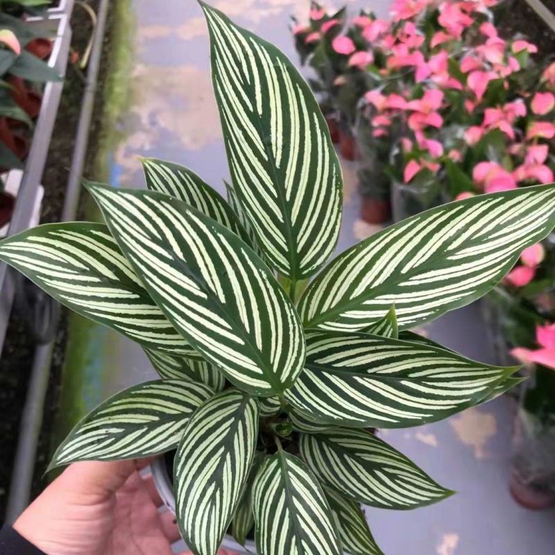 青纹竹芋室内花卉桌面观叶盆栽耐阴喜潮湿环境绿叶植物净化