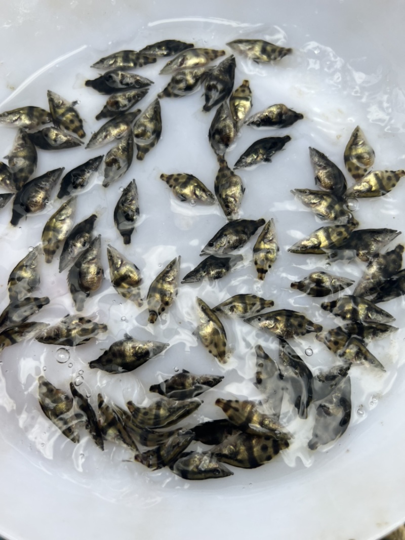 桂花鲈鱼苗，