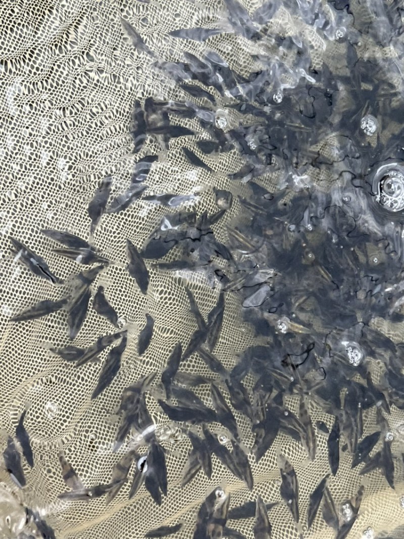 桂花鲈鱼苗，