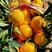 中华红血橙伦晚脐橙品种齐树上鲜果全国发货坏果包赔