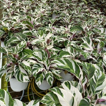 白油画竹芋室内观叶绿植办公室桌面盆栽阳台花卉观叶北欧风