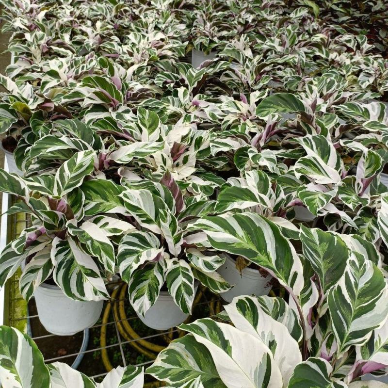 白油画竹芋室内观叶绿植办公室桌面盆栽阳台花卉观叶北欧风