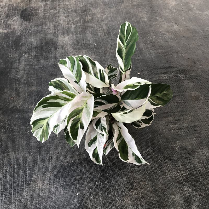 白油画竹芋室内观叶绿植办公室桌面盆栽阳台花卉观叶北欧风
