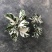 白油画竹芋室内观叶绿植办公室桌面盆栽阳台花卉观叶北欧风
