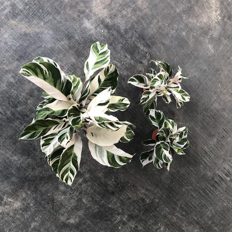 白油画竹芋室内观叶绿植办公室桌面盆栽阳台花卉观叶北欧风