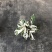 白油画竹芋室内观叶绿植办公室桌面盆栽阳台花卉观叶北欧风