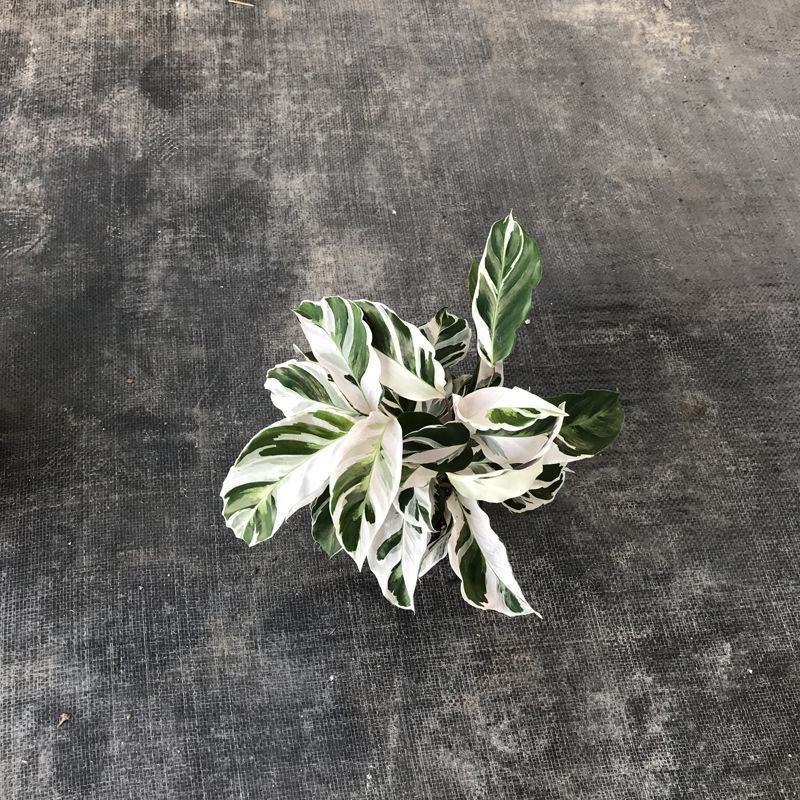 白油画竹芋室内观叶绿植办公室桌面盆栽阳台花卉观叶北欧风