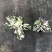 白油画竹芋室内观叶绿植办公室桌面盆栽阳台花卉观叶北欧风