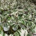 白油画竹芋室内观叶绿植办公室桌面盆栽阳台花卉观叶北欧风