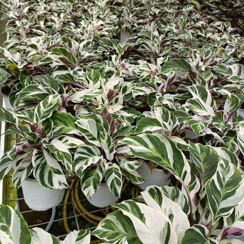 白油画竹芋室内观叶绿植办公室桌面盆栽阳台花卉观叶北欧风