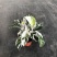 白油画竹芋室内观叶绿植办公室桌面盆栽阳台花卉观叶北欧风