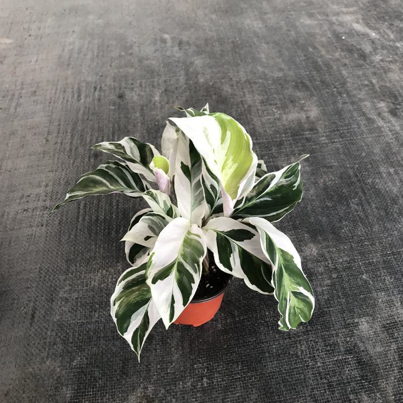 白油画竹芋室内观叶绿植办公室桌面盆栽阳台花卉观叶北欧风