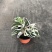 白油画竹芋室内观叶绿植办公室桌面盆栽阳台花卉观叶北欧风