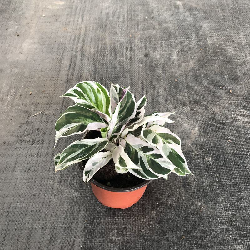 白油画竹芋室内观叶绿植办公室桌面盆栽阳台花卉观叶北欧风