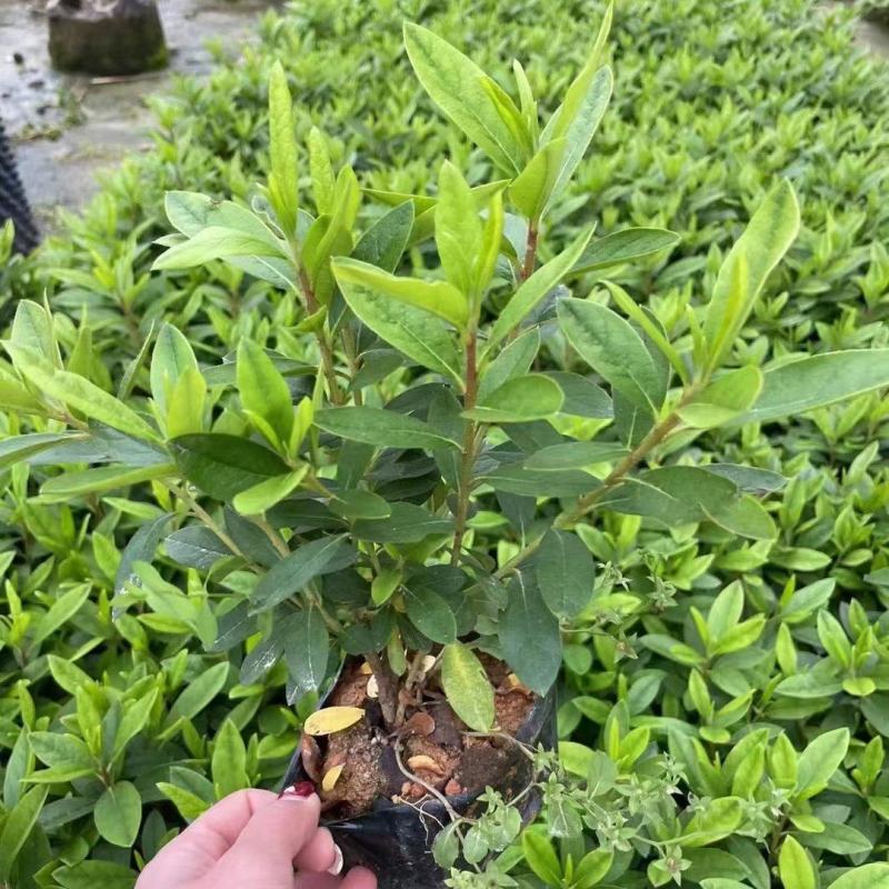 【毛鹃毛杜鹃锦绣杜鹃】各种规格欢迎咨询详谈