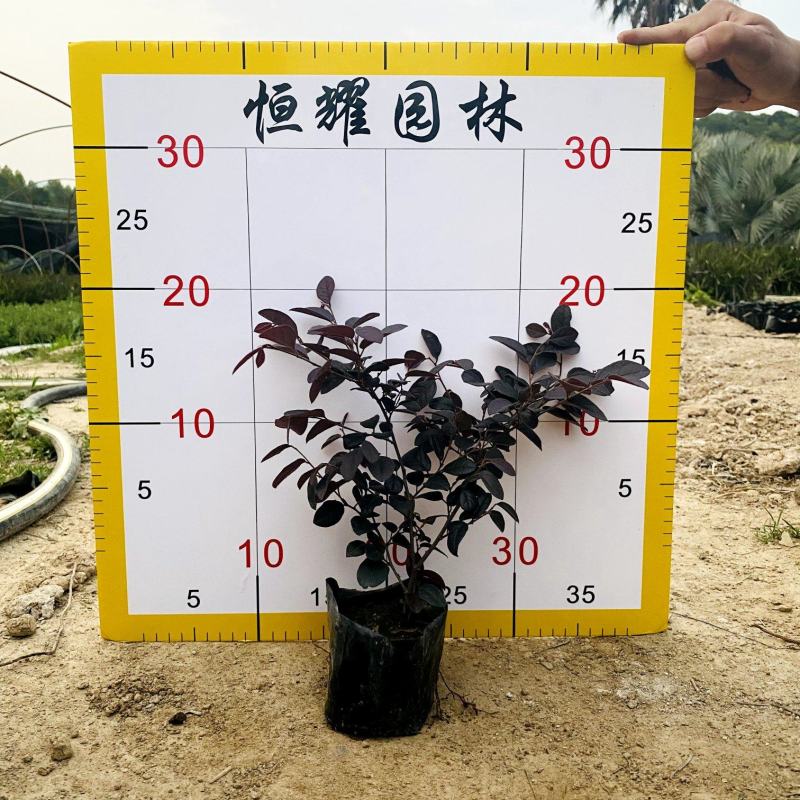 【红花檵木红继木】5斤袋7斤袋各种规格欢迎咨询详谈