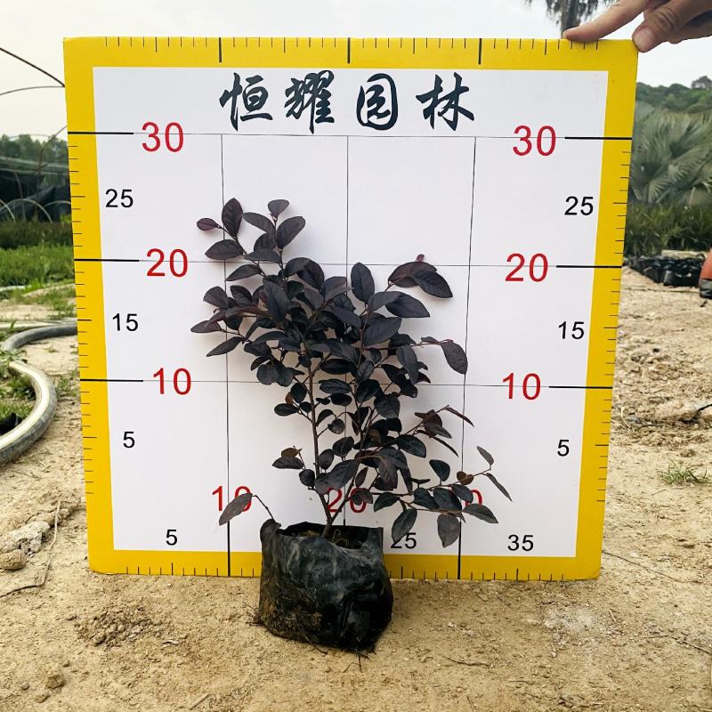 【红花檵木红继木】5斤袋7斤袋各种规格欢迎咨询详谈