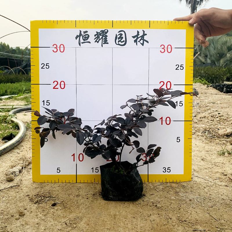 【红花檵木红继木】5斤袋7斤袋各种规格欢迎咨询详谈