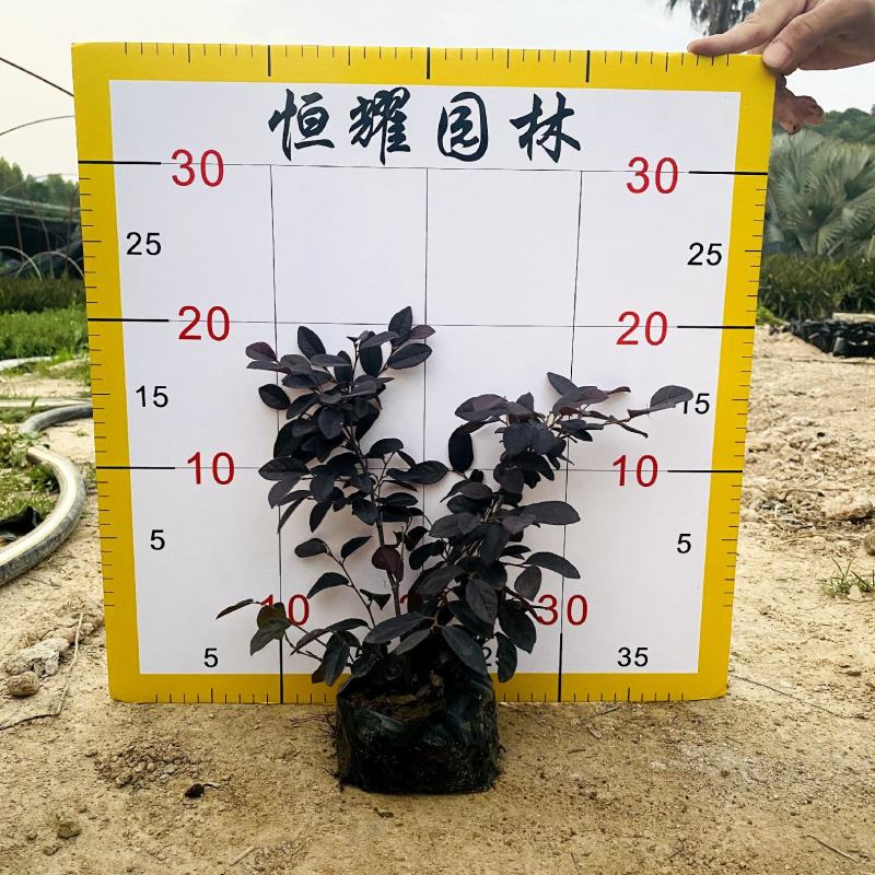 【红花檵木红继木】5斤袋7斤袋各种规格欢迎咨询详谈