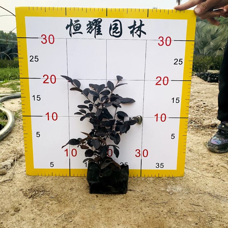 【红花檵木红继木】5斤袋7斤袋各种规格欢迎咨询详谈