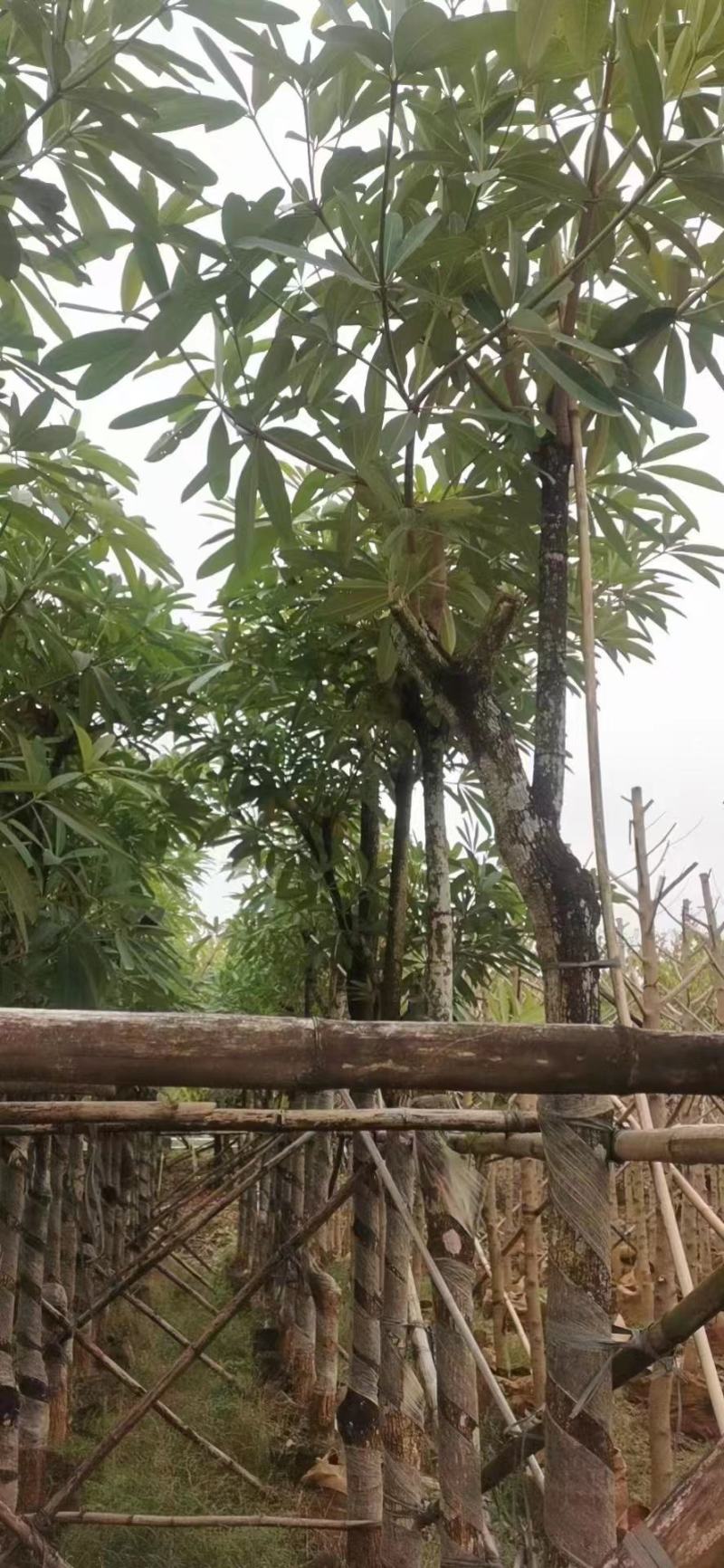 糖胶树、盆架子各种规格齐全。广东产地直发，品质保证