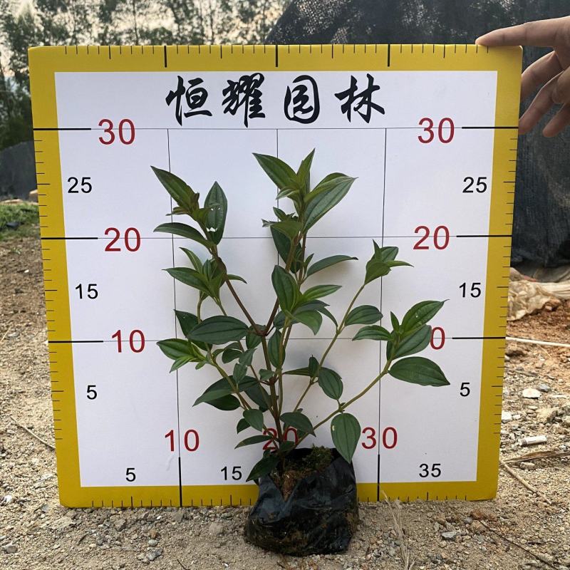 【巴西野牡丹紫花野牡丹】各种规格欢迎咨询详谈